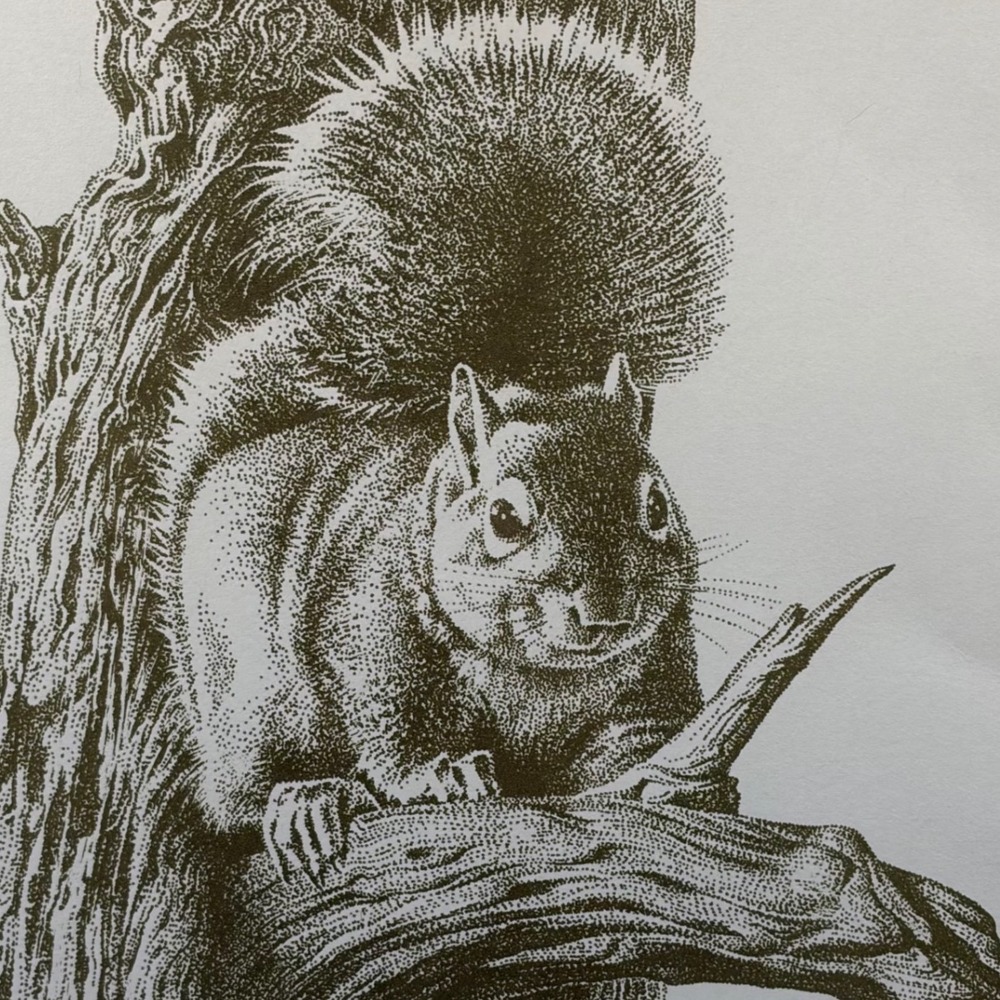 Bart Jerner Gray Squirrel Print Signed Limited Edition 97/2000 Wood Frame 1989